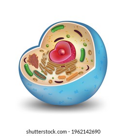 Cell cross section structure detailed colorful anatomy isolated on white background. vector illustration.
