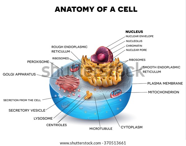 Cell cross section structure detailed\
colorful anatomy with\
description.