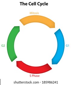 The Cell Cycle