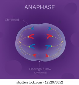 The Cell Cycle - Anaphase