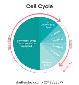 Cell Cycle Biology vector illustration graphic