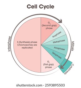 Cell Cycle Biology vector illustration graphic