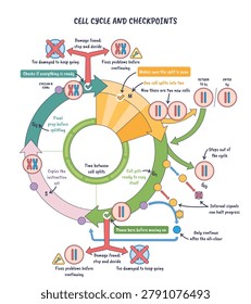 Cell cycle checkpoints illustrated as a circular pathway showing G1, S, G2, M phases, pause icons and chromosomes highlight control, repair, and division decisions.