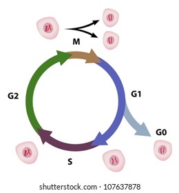 Cell Cycle Diagram