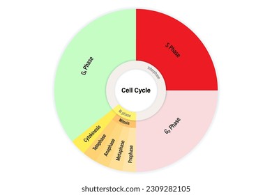 El ciclo celular. Ciclo de división de la célula eucariótica. Mitosis y ciclo interfase. Una celda divisoria. G1, S, G2, citocinesis y mitosis.