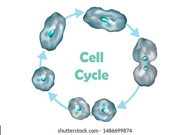 Mitosis Cytokinesis High Res Stock Images Shutterstock