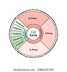 Cell Cycle (Division) Scientific Design. Vector Illustration.