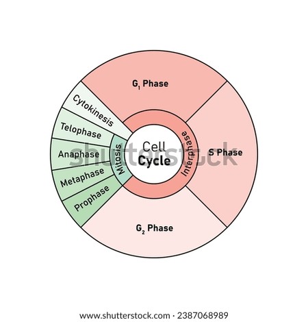 Cell Cycle (Cell Division) Scientific Design. Vector Illustration.
