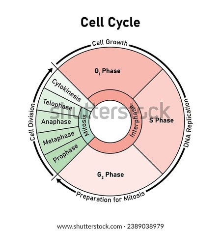 Cell Cycle (Cell Division) Scientific Design. Vector Illustration.