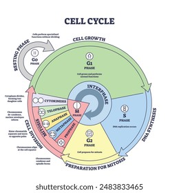 Cell cycle, growth, mitosis, synthesis and division stages outline diagram. Labeled educational scheme with biological phases, DNA replication or splitting vector illustration. Anatomical development