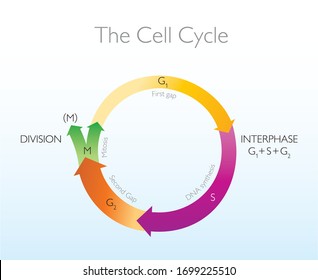 The Cell Cycle Has Four Phases. Biology Education Illustration