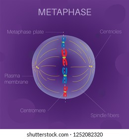 The Cell Cycle - Metaphase