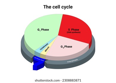 El ciclo celular. Mitosis Y Ciclo Interfase. Una celda divisoria. G1, S, G2, citocinesis y mitosis.