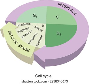 Cell cycle, mitotic Stage, interface