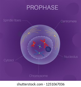 prophase events