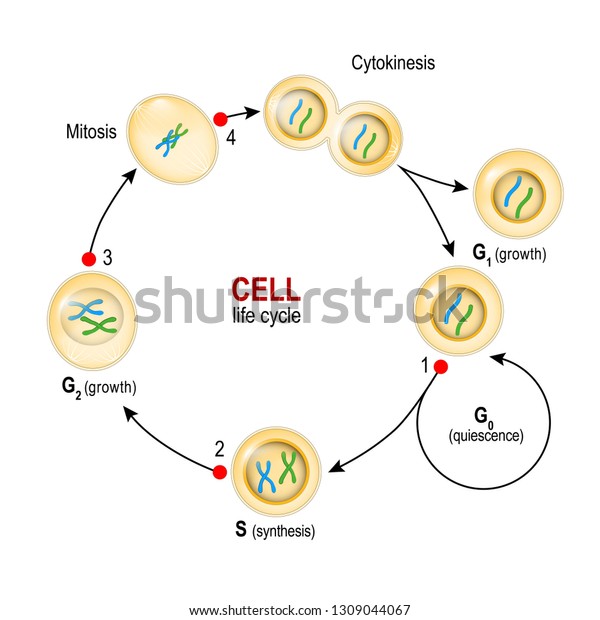 Cell Cycle. from\
quiescence, Growth and DNA replication to Mitosis and Cytokinesis\
and Checkpoints. Vector illustration for biology, educational,\
medical and science use