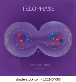 The Cell Cycle - Telophase Text