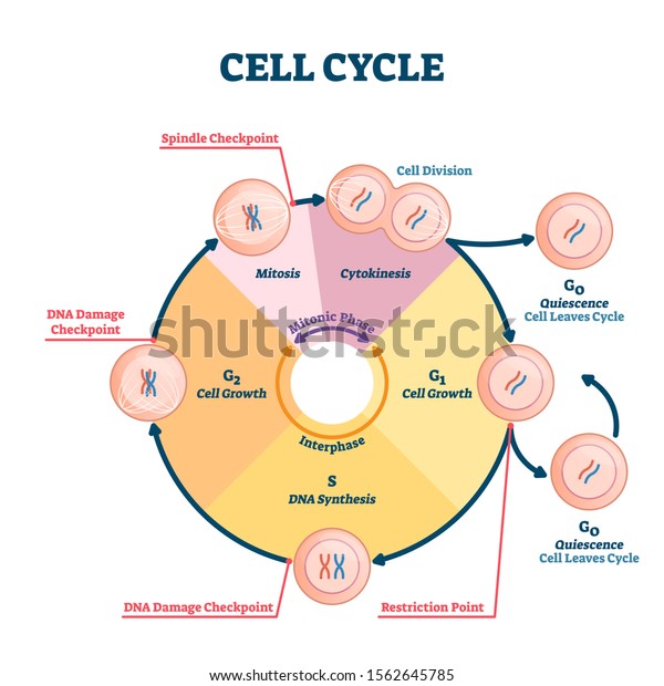 Cell cycle vector illustration. Educational\
microbiological phases scheme. Scientific section division with\
quiescence, growth, restriction, DNA synthesis, damage or spindle\
checkpoint diagram parts.