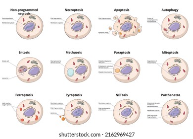 Cell death types: general differences between cell death processes, including common necrosis, autophagy, apoptosis and specific entosis, paraptosis and ferroptosis.