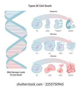 Tipos de muerte de celda: diferencias generales entre procesos de muerte celular. Necrosis, apoptosis y oncosis. Daño de ADN y destrucción celular. Ilustración vectorial plana