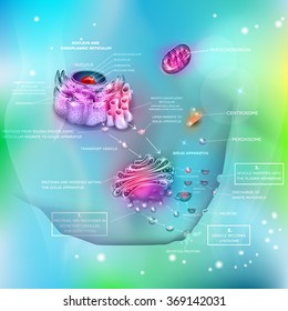 Cell detailed structure and functions, proteins synthesis and distribution, exocytosis.
