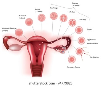 Cell development. Female reproductive system showing ovulation, fertilization and cell development, finally implantation