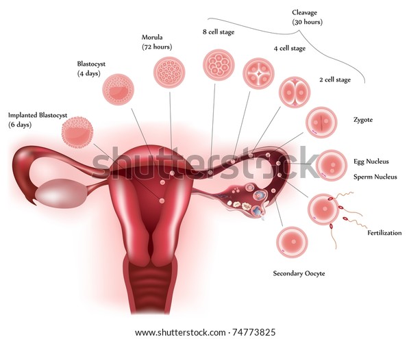 Cell Development Female Reproductive System Showing Stock Vector