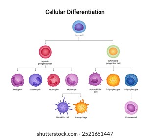 Diferenciación celular de la fisiología Ciencia