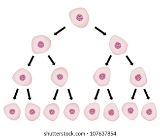 Cell division