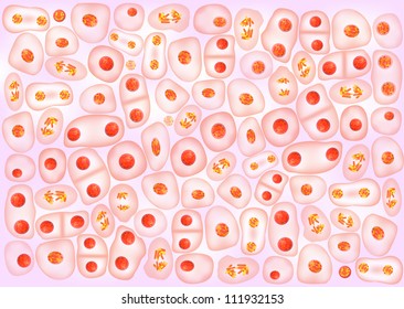 Cell Division Background. Vector