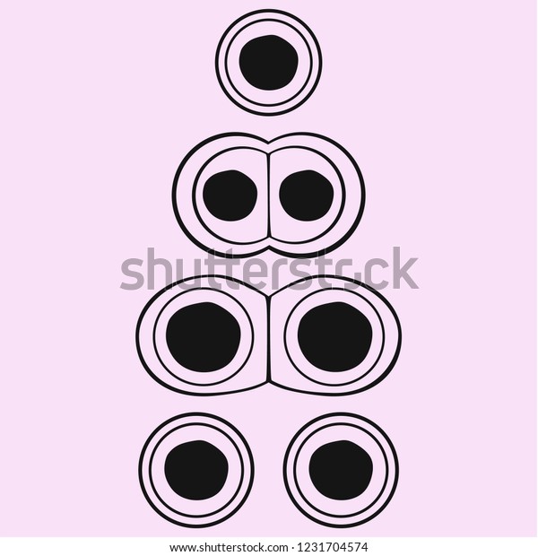 cell\
division, cycle, vector silhouette\
isolated