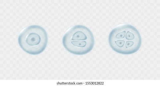 Cell division isolated on transparent background. Vector reproduction stem conception. Biology research dividing cells patern.
