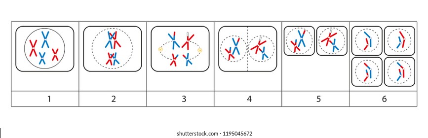 Cell division. Mitosis