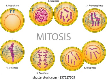 División celular - mitosis.