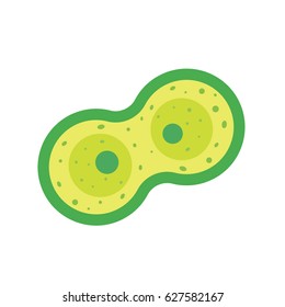 Cell division, mitosis vector illustration