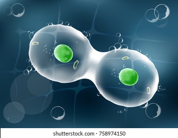 Cell Division On A Dark Background. Human Anatomy. Vector. Illustration Easy Editable For Your Color