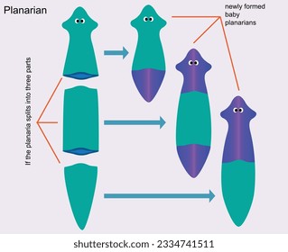 Cell division and reproduction, reproduction in living things, division, reproduction