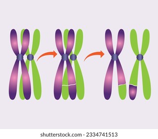Cell division and reproduction, reproduction in living things, division, reproduction