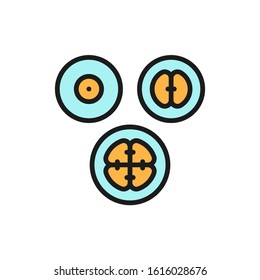 Cell division stages, embryos, embryogenesis flat color line icon.