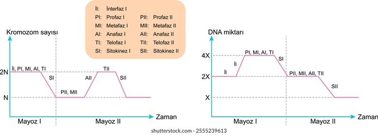 cell divisions, amount of DNA change, chromosome number