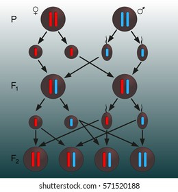 Cell Division.Women And Men Chromosome Icons/ Symbol / Vector Illustration.Mendelian Inheritance 