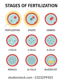 Cell embryo stages of fertilization anatomy composition with set of round icons representing different fertilization stages vector illustration