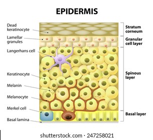 Cell in the epidermis. layers of epidermis. Structure of the human skin.