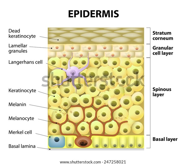 Cell Epidermis Layers Epidermis Structure Human Stock Vector (Royalty ...