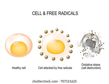 Cell And Free Radicals. Healthy Cell Attacked By Free Radicals And Oxidative Stress With Cell Destruction. Vector Diagram