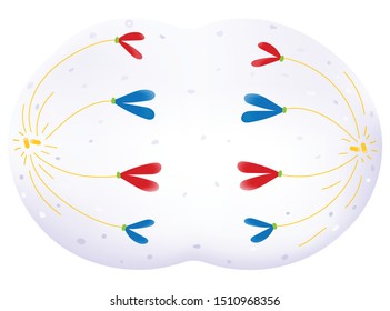 Cell Growth And Division - Anaphase