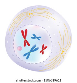 Cell Growth And Division - Prophase