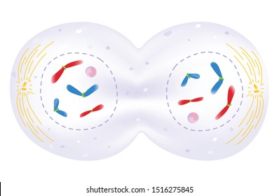 Cell Growth And Division - Telophase