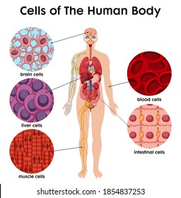 Cell Of The Human Body Poster Illustration