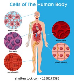 Célula do corpo humano cartaz ilustração